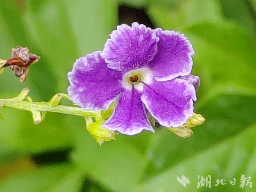 大发官网注册